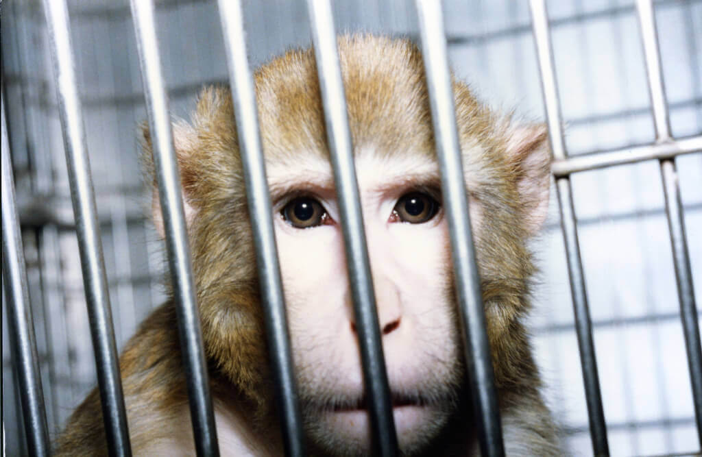 Monkey Image