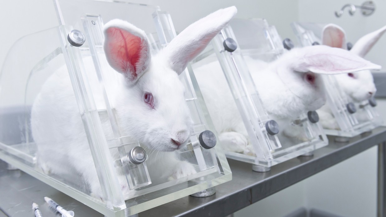 Rabbit Image